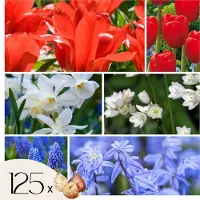 Plant in a Box Hollandse bloembollen - Set van 125 - Tulipa Narcissus Scilla Allium Muscari