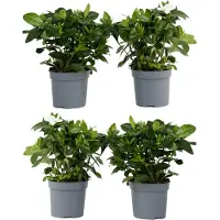 FloraStore Gardenia Jasminoides - Set van 4 - Jasmijn - Pot 13cm - Hoogte 20-30cm - Gardenia P13 x4