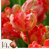 Plant in a Box Tulpenbollen - Set van 14 - Tulipa'Apricot Parrot'- Bloembollen - Roze