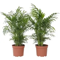 FloraStore - Chamaedorea elegans - Mexicaanse dwergpalm - Compact groeiende groene palm - Set van 2 -Pot 17cm - Hoogte 50-60cm