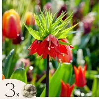 Plant in a Box Rode keizerskroon - Set van 3 - Fritillaria rubra - Bloembollen - Oranje