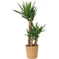 FloraStore - Yucca Elephantipes - In decoratieve mand - Stevige kamerpalm - Gemakkelijke kamerplant - Pot 21cm - Hoogte 70-80cm