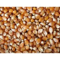 Wielink Extra kleine mais 25 kg