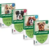 Advantage Hond