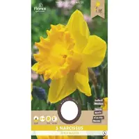 Florex Narcis Grootkronig Dutch Master 12/14 5st (10) 971.04