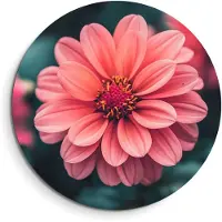 KitchenArt - Sunset Dahlia – Muurcirkel Binnen - ø 40 cm - Wandcirkel - Mét Ophangsysteem - Wanddecoratie - Muurdecoratie