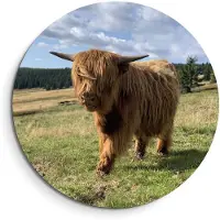 KitchenArt - Hooglander in het zonlicht – Muurcirkel Binnen - ø 40 cm - Wandcirkel - Mét Ophangsysteem - Wanddecoratie - Muurdecoratie