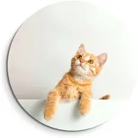KitchenArt - Amber Curiosity – Muurcirkel Binnen - ø 60 cm - Wandcirkel - Mét Ophangsysteem - Wanddecoratie - Muurdecoratie
