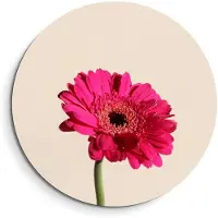 KitchenArt - Fuchsia Gerbera – Muurcirkel Binnen - ø 80 cm - Wandcirkel - Mét Ophangsysteem - Wanddecoratie - Muurdecoratie