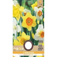 Florex Narcis grootkronig mix