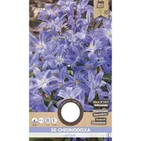 Florex Chionodoxa Luciliae 5/6 30 stuks
