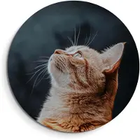 KitchenArt - Velvet Gaze – Muurcirkel Binnen - ø 80 cm - Wandcirkel - Mét Ophangsysteem - Wanddecoratie - Muurdecoratie