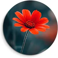KitchenArt - Crimson Grace – Muurcirkel Binnen - ø 100 cm - Wandcirkel - Mét Ophangsysteem - Wanddecoratie - Muurdecoratie