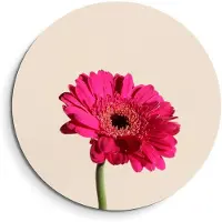 KitchenArt - Fuchsia Gerbera – Muurcirkel Binnen - ø 40 cm - Wandcirkel - Mét Ophangsysteem - Wanddecoratie - Muurdecoratie