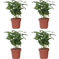 FloraStore Coffea arabica - Koffieplant - Set van 4 - Pot 12cm - Hoogte 25-40cm - Coffea P12 x4