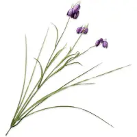 Silk-ka Kunstbloemen van – Zijden bloemtak van de Keizerlijke Kroon, paars, 71 cm