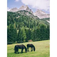 IXXI Friesian Horses in Alps, Pati Photography - 60 x 80 cm - Gratis ophangtool - Grote wanddecoratie en posters - Naturalisme, Fotografie, Kleurrijk