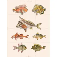 IXXI Zoologie XXXXIIII - Poissons, Aster Edition - 60 x 80 cm - Grote wanddecoratie en posters - Vintage, Illustraties, Kleurrijk, Woonkamer