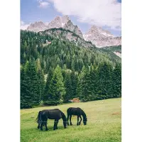 IXXI Friesian Horses in Alps, Pati Photography - 100 x 140 cm - Gratis ophangtool - Grote wanddecoratie en posters - Fotografie, Kleurrijk