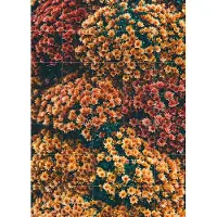IXXI Autumn Flowers, Pati Photography - 100 x 140 cm - Gratis ophangtool - Grote wanddecoratie en posters - Fotografie, Woonkamer, Eetkamer