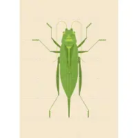 IXXI Large Green Saber Grasshopper, Studio Kars + Boom - 100 x 140 cm - Gratis ophangtool - Grote wanddecoratie en posters - Illustraties, Grafisch
