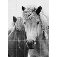IXXI Print 180 Horses, Lila + Lola - 100 x 140 cm - Gratis ophangtool - Grote wanddecoratie en posters - Fotografie, Woonkamer, Dieren, Natuur