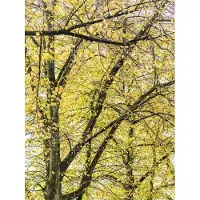 IXXI Yellow Autumn Trees, Photolovers - 60 x 80 cm - Grote wanddecoratie en posters - Naturalisme, Fotografie, Woonkamer, Slaapkamer, Landschappen