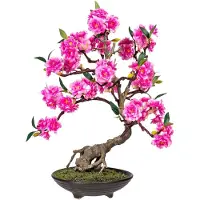 Kopu Bonsai Cerasum - Roze - Circa 50 cm - In Een Bruine Cementen Pot