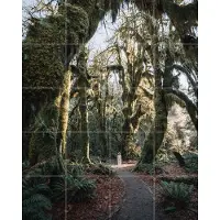 IXXI Rainforest, Tristan Zhou - 80 x 100 cm - Grote wanddecoratie en posters - Naturalisme, Fotografie, Woonkamer, Slaapkamer, Mancave, Bomen, Paden