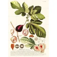 IXXI Ficus, Aster Edition - 100 x 140 cm - Gratis ophangtool - Grote wanddecoratie en posters - Illustraties, Naturalisme, Vintage, Keuken, Woonkamer