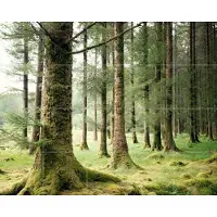 IXXI Forest, Claire Droppert - 100 x 80 cm - Gratis ophangtool - Grote wanddecoratie en posters - Minimalistisch, Fotografie, Naturalisme, Realisme