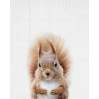 IXXI Squirrel, Lila + Lola - 80 x 100 cm - Grote wanddecoratie en posters - Fotografie, Realisme, Naturalisme, Kinderkamer, Woonkamer, Babykamer
