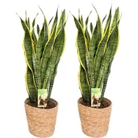 Greenis 2 x Sansevieria Laurentii with Natural Basket, pot maat Ø21, 85-100cm hoogte, siermand, air purifying, luchtzuiverend, geweldig cadeau idee, snake plant, kamerplanten, easy to care for