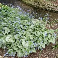 GP 25 x Brunnera macrophylla 'Jack Frost' - Kaukasisch Vergeet-mij-nietje in 9x9 pot met hoogte 0-10 cm