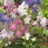 GP 6 x Aquilegia 'Biedermeier' - Akelei in 9x9 pot met hoogte 0-10 cm