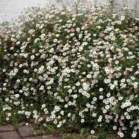 GP 12 x Erigeron karvinskianus - Fijnstraal in 9x9 pot met hoogte 0-10 cm