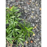 LeopoldFlora Podocarpus kunstboeket 50 cm UV