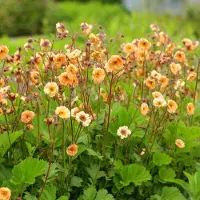 GP 25 x Geum hybride 'Mai Tai' - Nagelkruid in 9x9 pot met hoogte 0-10 cm