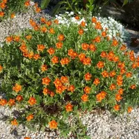 GP 25 x Helianthemum 'Bronzeteppich' - Zonneroosje in 9x9 pot met hoogte 0-10 cm