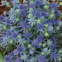 GP 25 x Eryngium planum 'Blue Hobbit' - Kruisdistel in 9x9 pot met hoogte 0-10 cm
