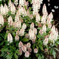 GP 6 x Tiarella 'Pink Skyrocket' - Schuimbloem in 9x9 pot met hoogte 0-10 cm
