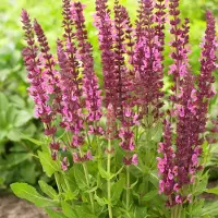 GP 12 x Salvia nemorosa 'Sensation Deep Rose' - Salie in 9x9 pot met hoogte 0-10 cm