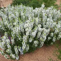 GP 6 x Salvia nemorosa 'Sensation White' - Salie in 9x9 pot met hoogte 0-10 cm