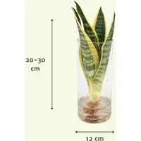 Hello Plants Sanseviera Vrouwentong in Cylinder Glas - Ø 12 cm - Hoogte: 30 cm