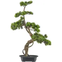 Kopu Bonsai - Circa 70 X 45 cm - In Een Zwarte Plastic Pot