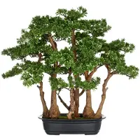 Kopu Thee Bonsai met 7 Stammen - 60 X 60 cm - In Zwarte Plastic Pot