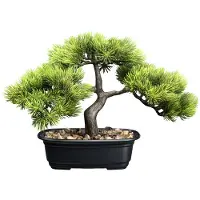 Kopu Bonsai Circa 23 X 30 cm met Een Zwarte Sierpot.