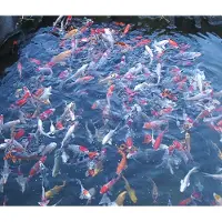 Coppens Koivoer Top Koi 6 mm 4 kg (10 liter)- visvoer - vissenvoer - vijvervoer - kleurvoer - korrels - voer - drijvend - koikarper - goudvis - all roud mix -muti Color