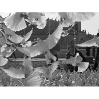 IXXI Doves Mazar, Teun Voeten - 80 x 60 cm - Gratis ophangtool - Grote wanddecoratie en posters - Vintage, Fotografie, Woonkamer, Vogels, Stad