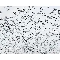 IXXI 999 Birds, Photolovers - 100 x 80 cm - Grote wanddecoratie en posters - Fotografie, Vogels, Natuur